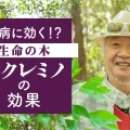 万病に効く！？ 生命の木 カクレミノの効果