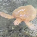 ハワイで出会った平和のカメ